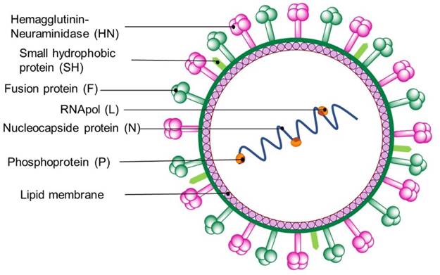 An Overview of Antivirals for Treating Lower Respiratory Tract Infections