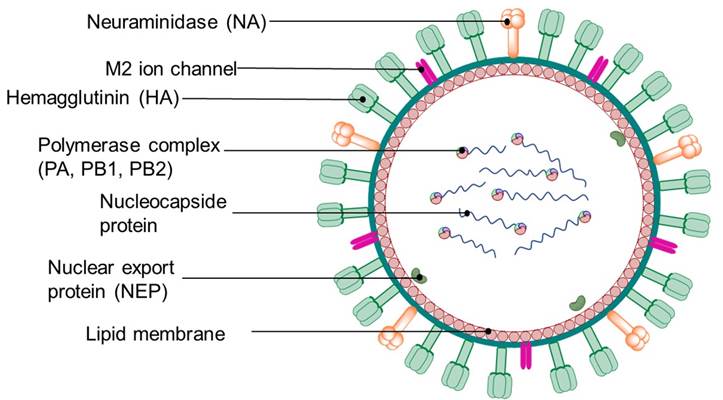 An Overview of Antivirals for Treating Lower Respiratory Tract Infections