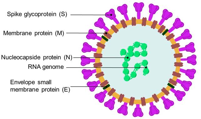 An Overview of Antivirals for Treating Lower Respiratory Tract Infections