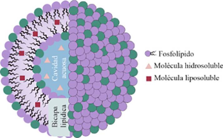 Los Liposomas En Nanomedicina: Del Concepto A Sus Aplicaciones Clínicas ...