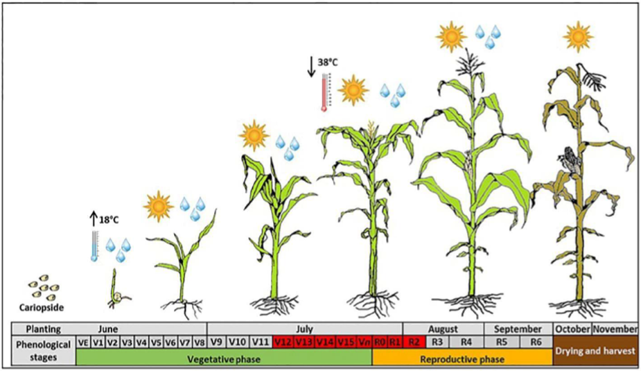 climatic-hazard-indicators-for-rainfed-maize-in-a-developing-country