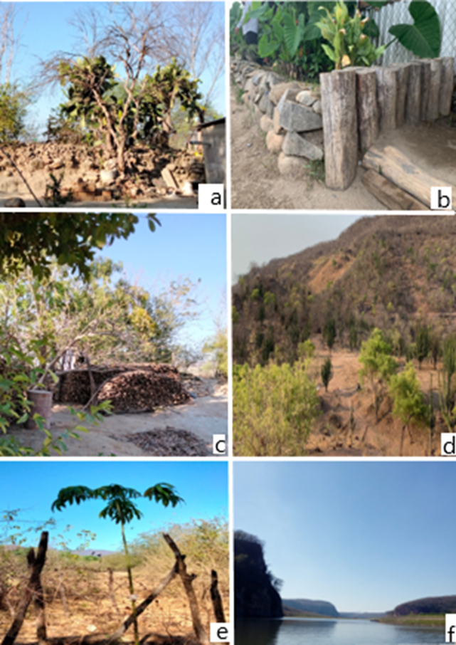 Árboles Nativos De Sinaloa Del Sistema Agroforestal Huerto Familiar