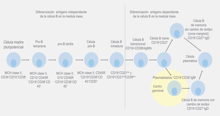 Inmunodeficiencia Común Variable Y Su Asociación Con Defectos En ...