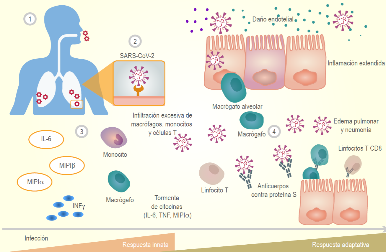 La Neurología De COVID-19