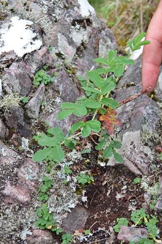 Effect of livestock on regeneration of queñoa (Polylepis australis Bitt ...