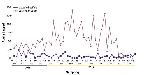 Cost-benefit of trapping and population fluctuation of Rhynchophorus ...