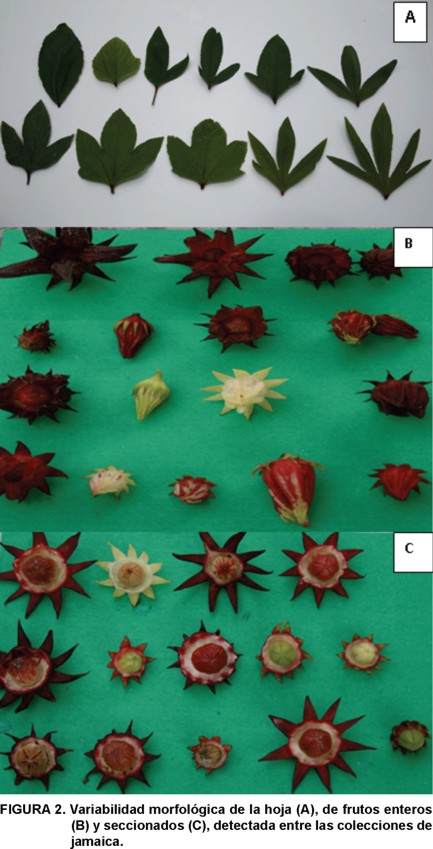 Caracterización morfológica de una muestra etnográfica de jamaica (Hibiscus  sabdariffa L.)