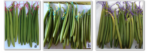 Quality of green and cured vanilla (Vanilla planifolia Jacks. ex ...