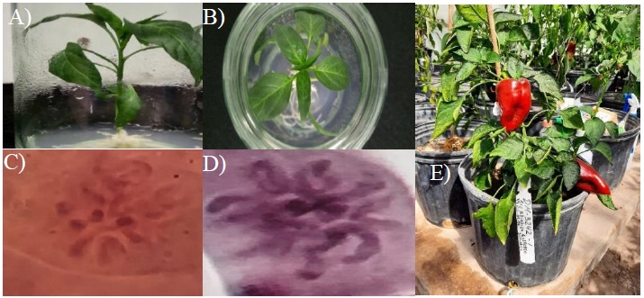 Inducción De Embriones Androgénicos Y Regeneración De Plantas Haploides