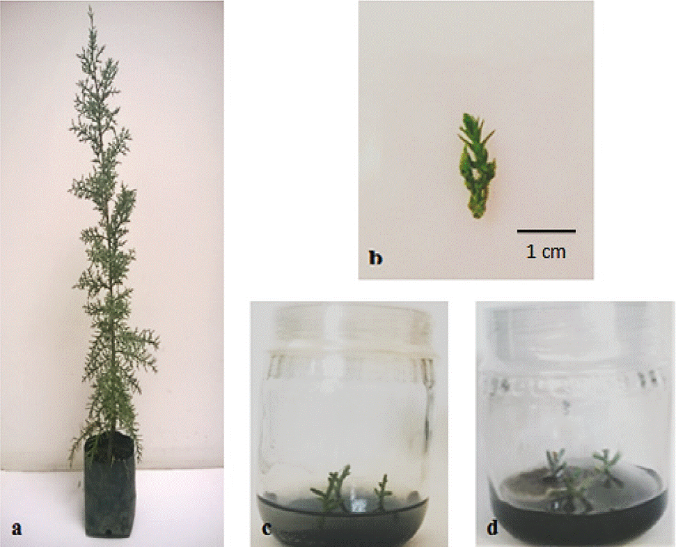 Estudio Preliminar Para La Propagación In Vitro De Cedrus Atlantica ...