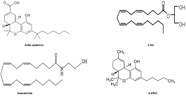Anandamida, la felicidad presente en una molécula