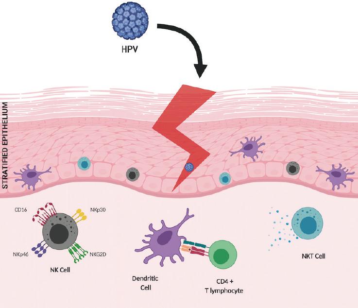 Immunology of Cervical Cancer