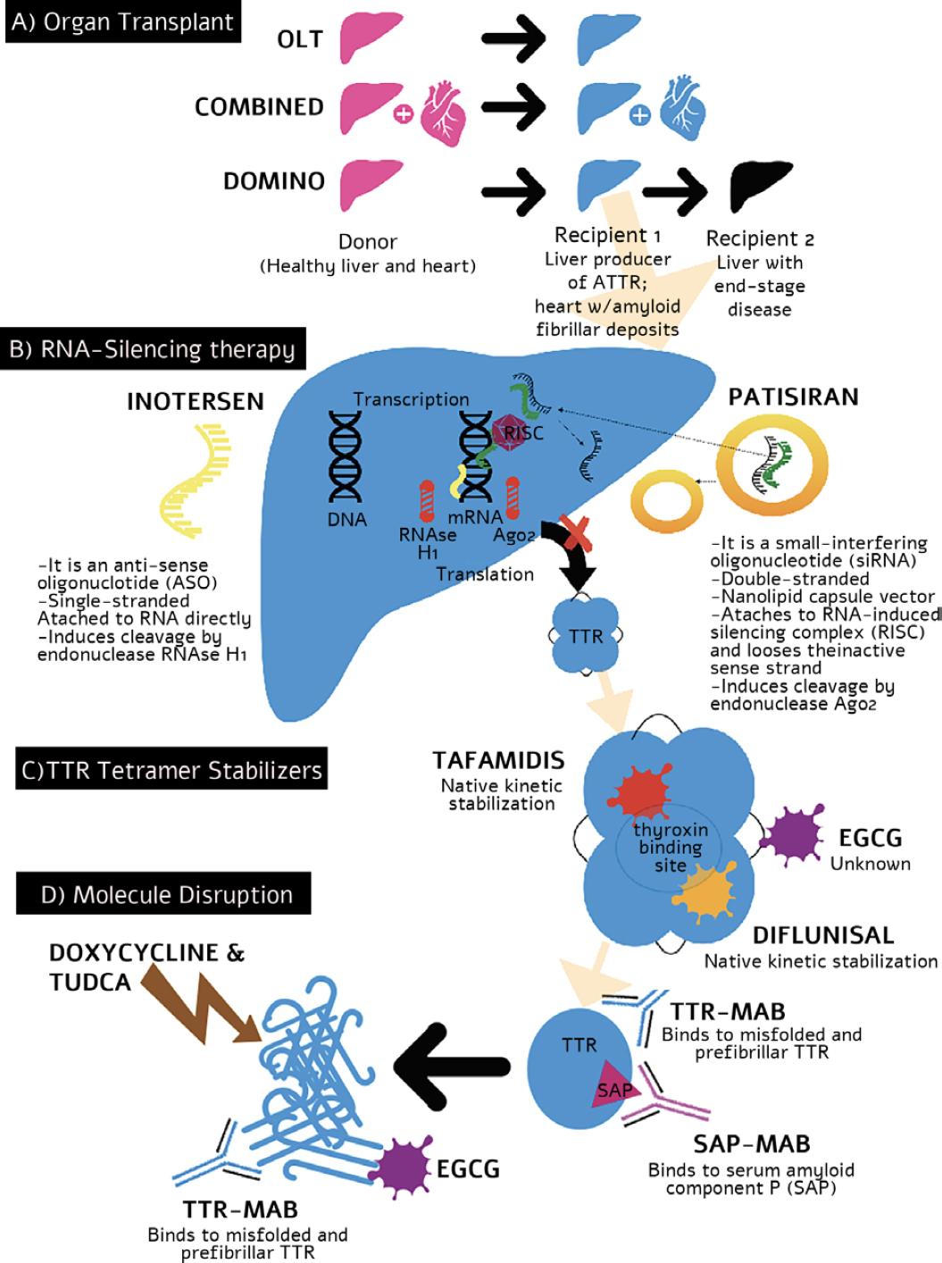 Transthyretin Amyloidosis Therapies: Guiding The Future