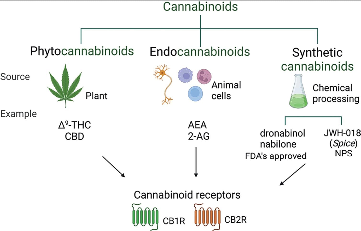 Cannabis: Drug Of Abuse And Therapeutic Agent, Two Sides Of The Same Coin