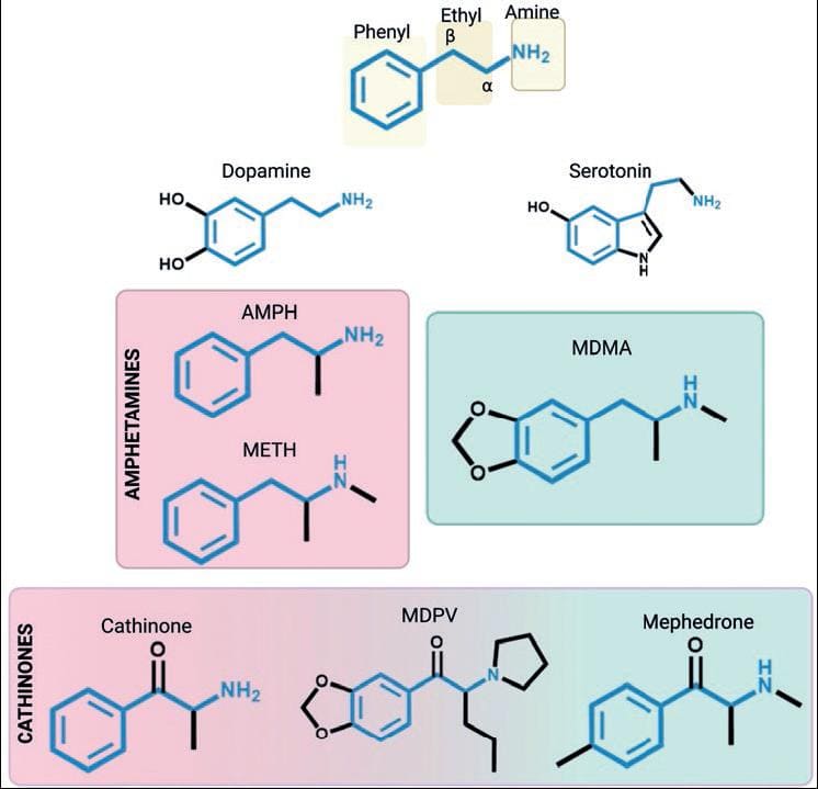 Amphetamine-type Stimulants: Novel Insights into their Actions and use ...