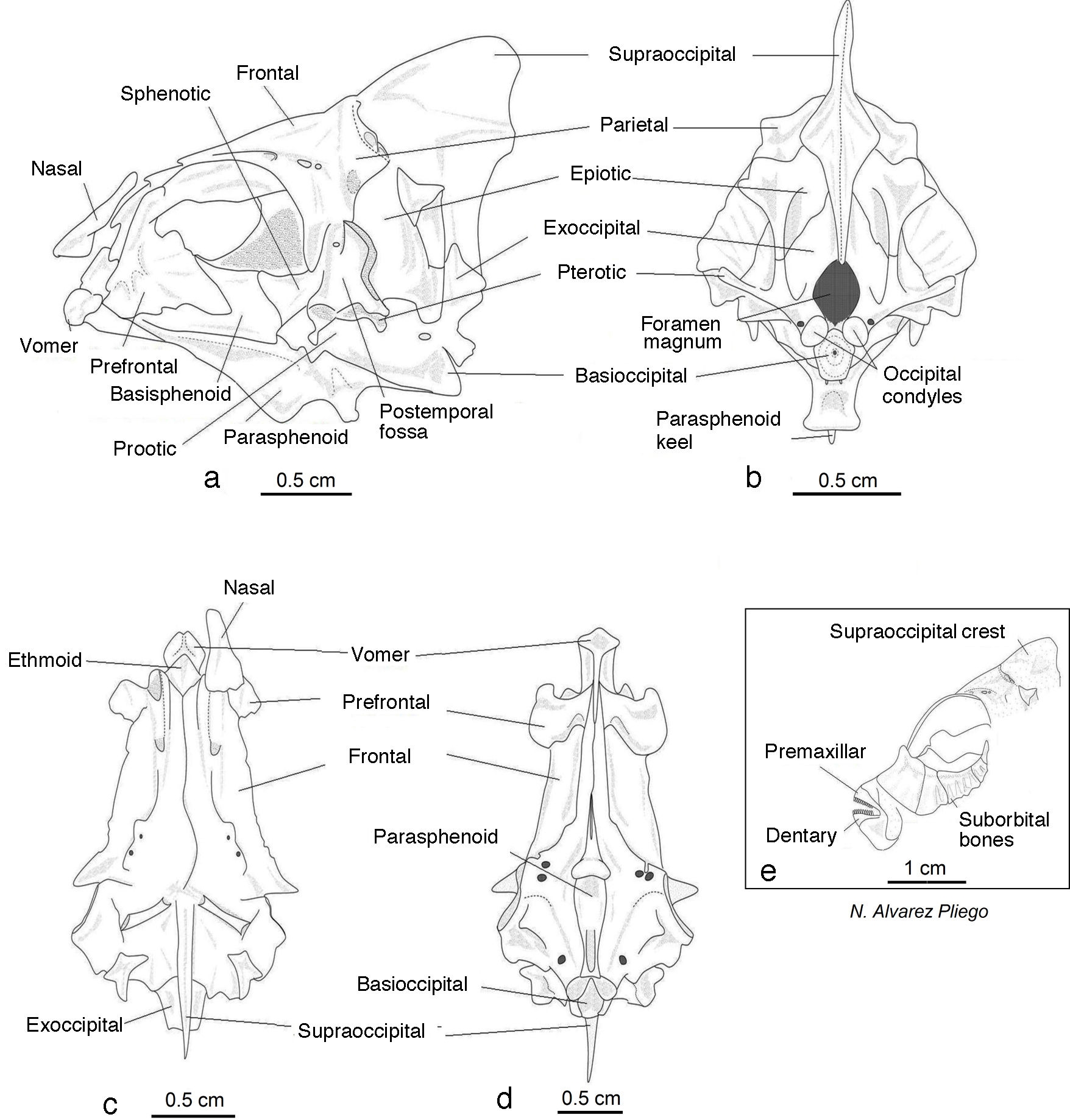 Anatomical description of the Cortés damselfish Stegastes rectifraenum ...