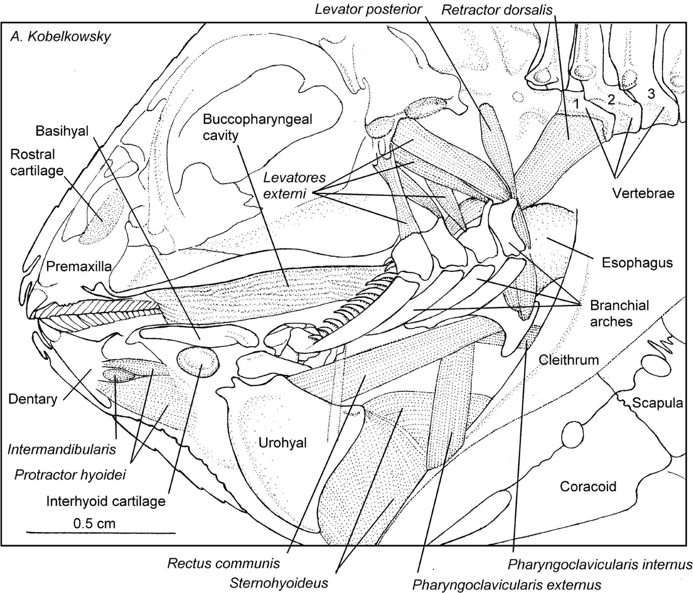 Anatomical description of the Cortés damselfish Stegastes rectifraenum ...