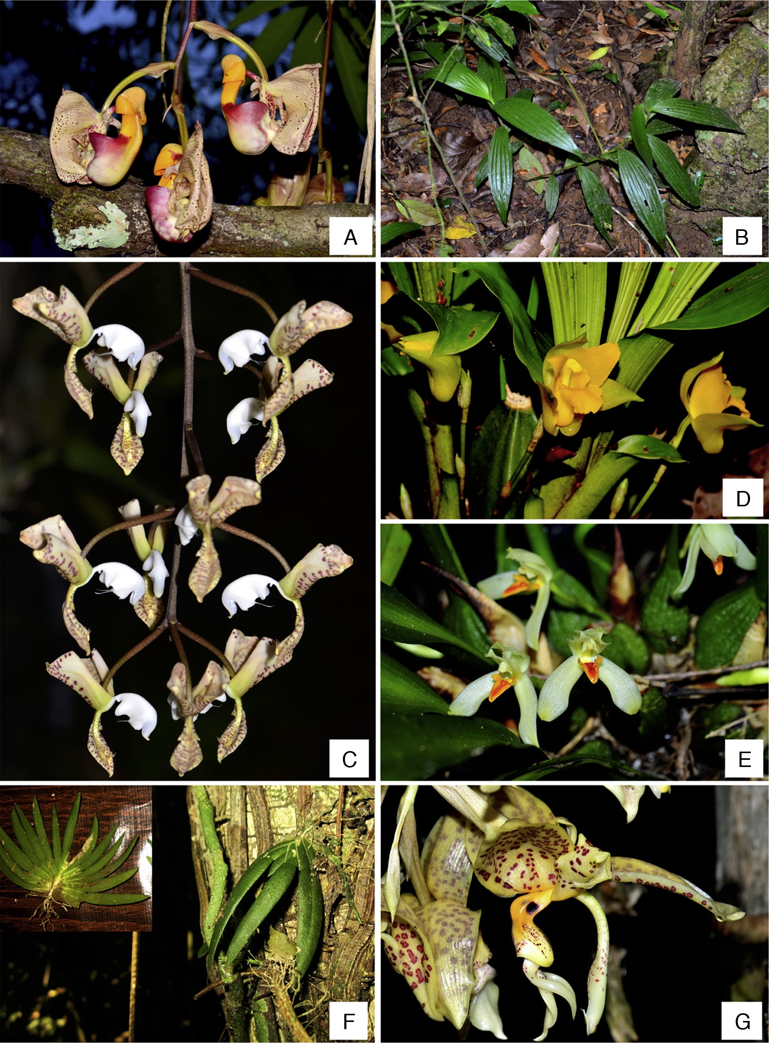 Registros Nuevos De Orchidaceae Para El Estado De Tabasco, México