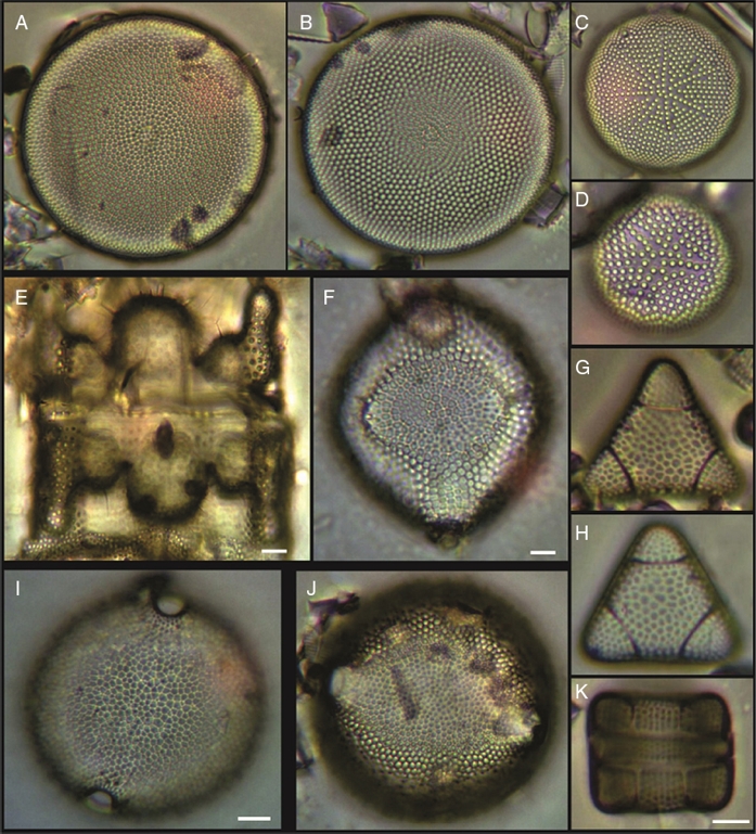 Diversity Of Benthic Diatoms In The Guerrero Negro Lagoon (El Vizcaíno ...