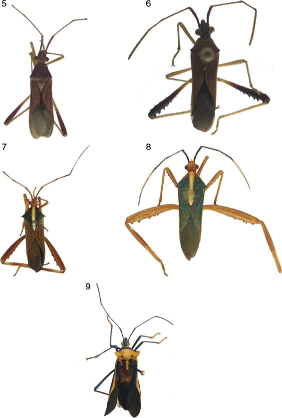 Three new species of neotropical Coreidae (Hemiptera: Heteroptera ...