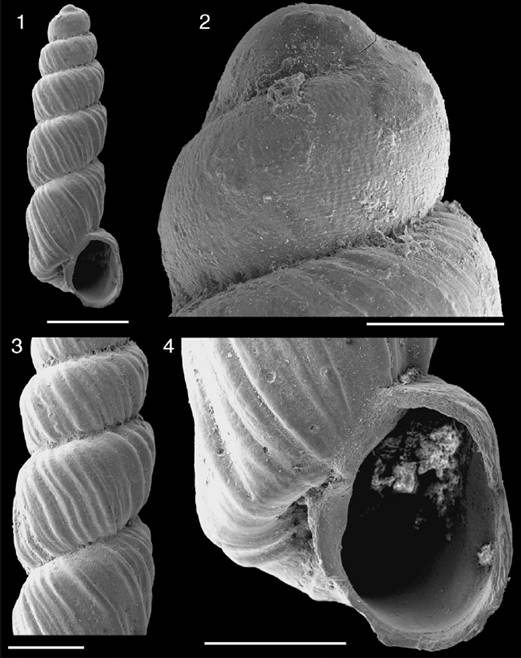 New records of terrestrial mollusks (Gastropoda: Stylommatophora) from ...