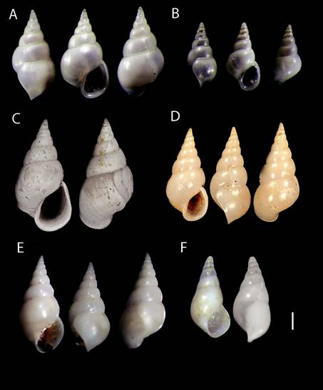 New ecological and taxonomic remarks on Sabinella troglodytes and ...