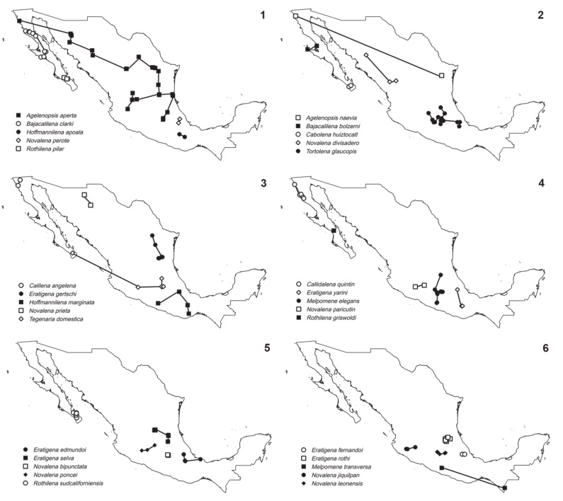 Track analysis of the funnel-web spiders (Araneae: Agelenidae) of Mexico