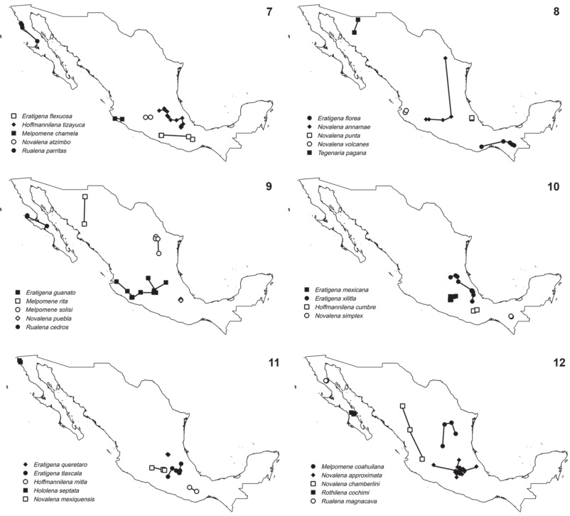 Track analysis of the funnel-web spiders (Araneae: Agelenidae) of Mexico