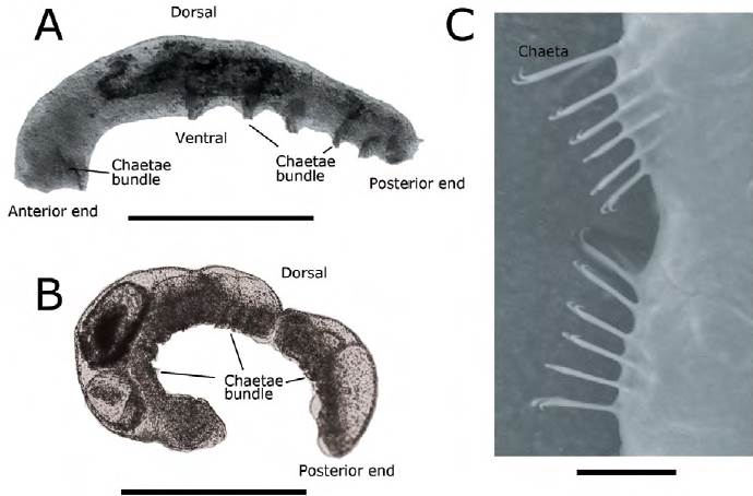 First report of Chaetogaster limnaei (Annelida: Naididae) in Chile ...