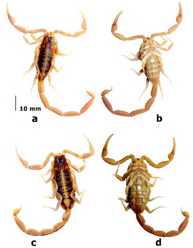 Una Especie Nueva De Alacrán Del Género Centruroides (Scorpiones ...