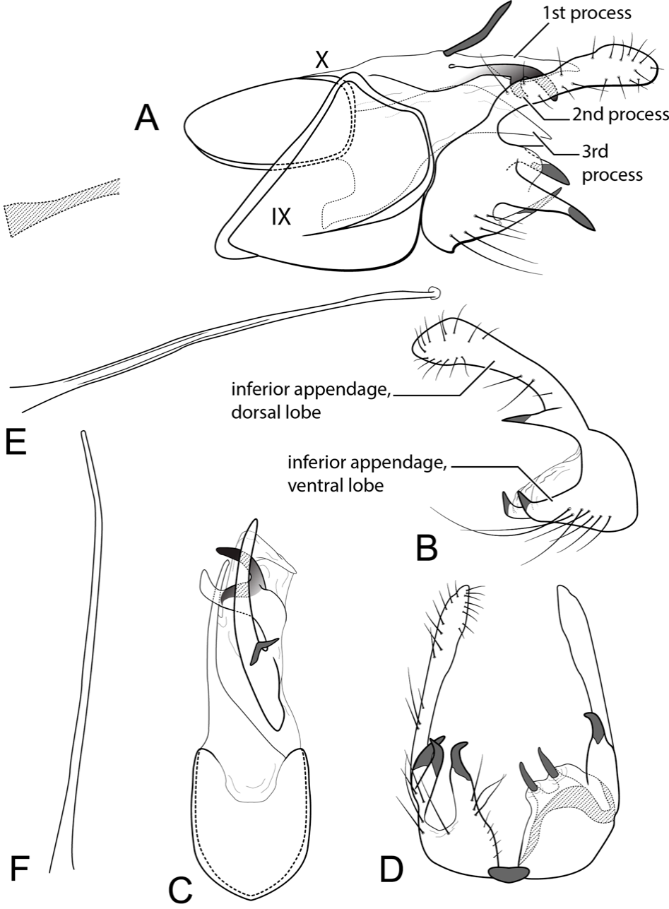 The Trichoptera of Panama. XV. Six new species and four new country ...