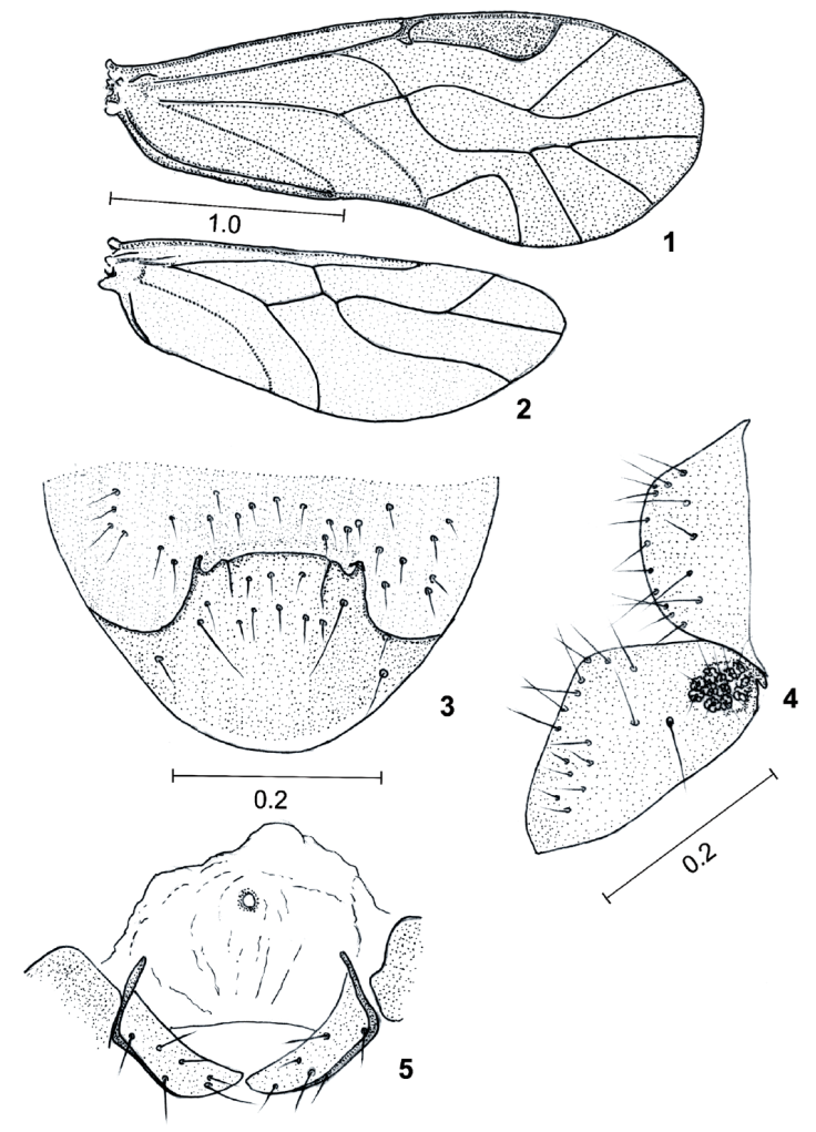 a-new-species-of-lachesilla-psocodea-psocomorpha-lachesillidae-in