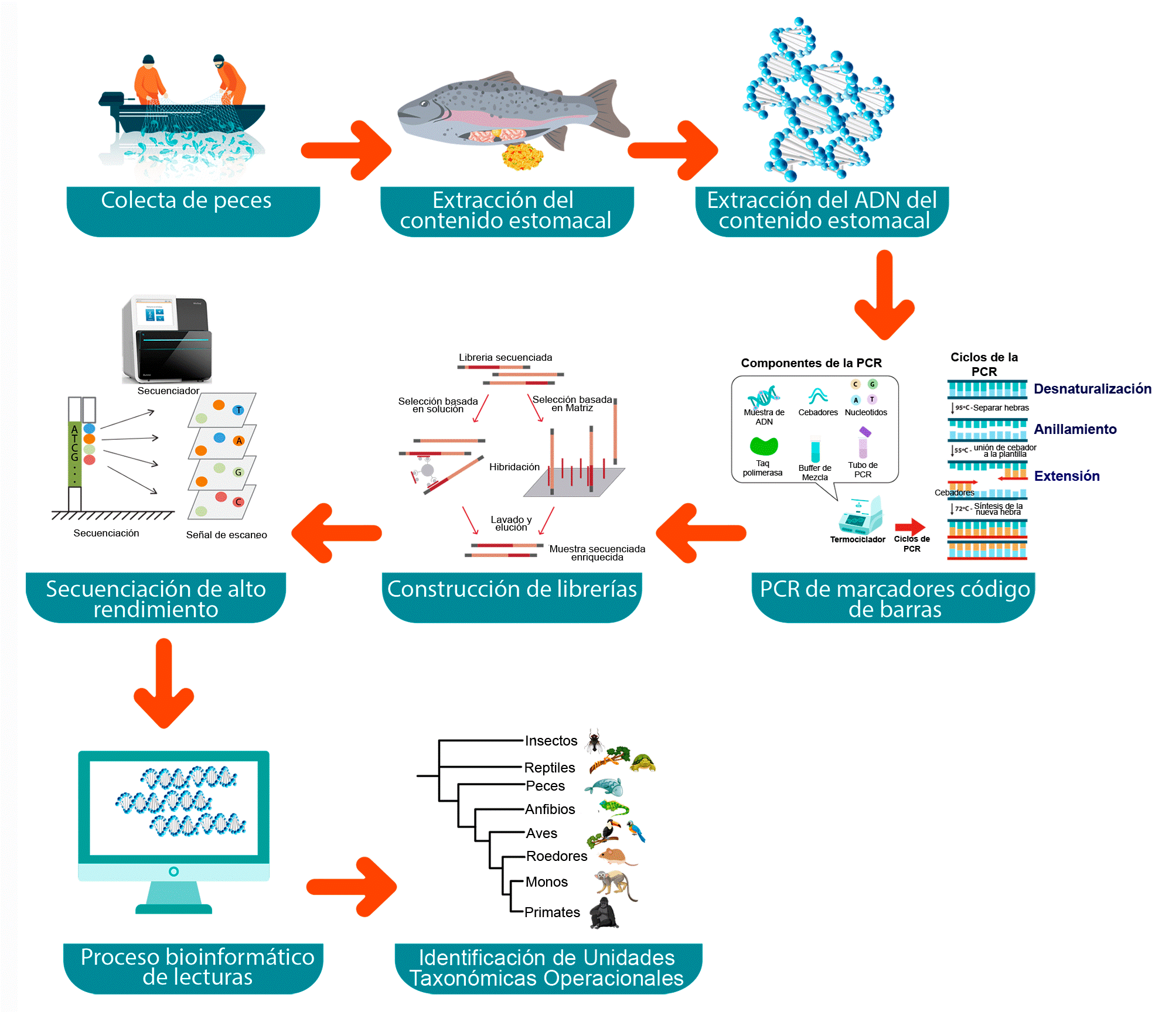 Metabarcoding: una herramienta prometedora para el estudio de la ...