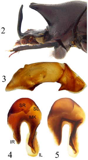 A new species of the Onthophagus mirabilis species complex (Coleóptera ...