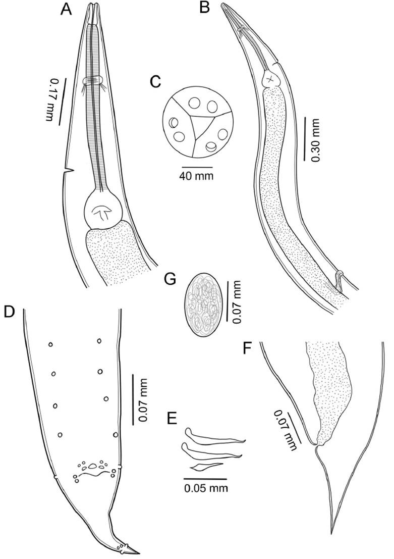 A new species of Aplectana (Nematoda: Cosmocercidae) in Amphisbaena ...