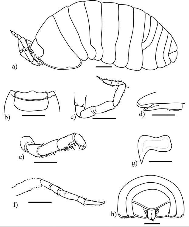 Diversity of the Crinocheta (Crustacea, Isopoda, Oniscidea) from Early ...