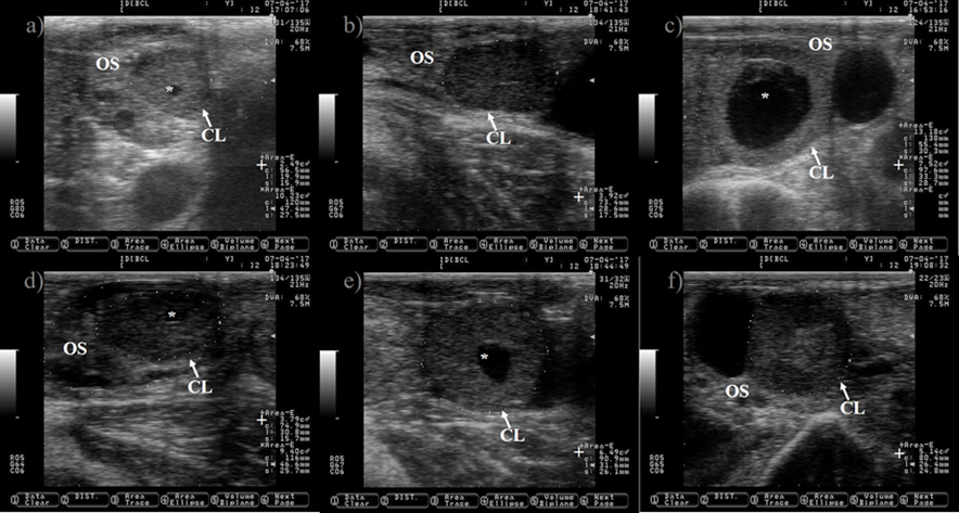 Ultrasonography and physiological description of essential events for ...