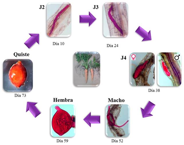 Distribución Ciclo De Vida Y Alteraciones Histológicas De Heterodera Sp En Zanahoria En Puebla 7610