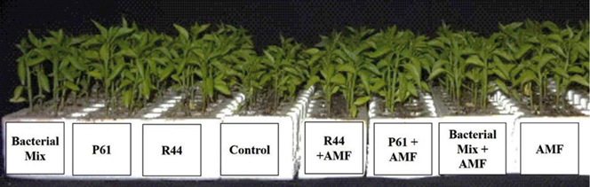 Improved Growth Of Bell Pepper (Capsicum Annuum) Plants By Inoculating ...