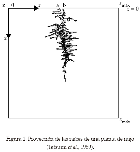 Modelo bidimensional para la extracción de agua por las raíces de las  plantas