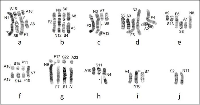 Chromosomal relationships among the native rodents (Cricetidae ...