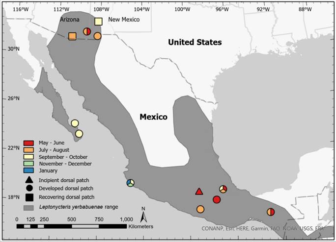 In search of bachelorettes: Observations of male Leptonycteris ...