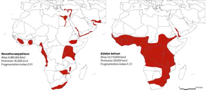 African bats: Conservation in the time of Ebola