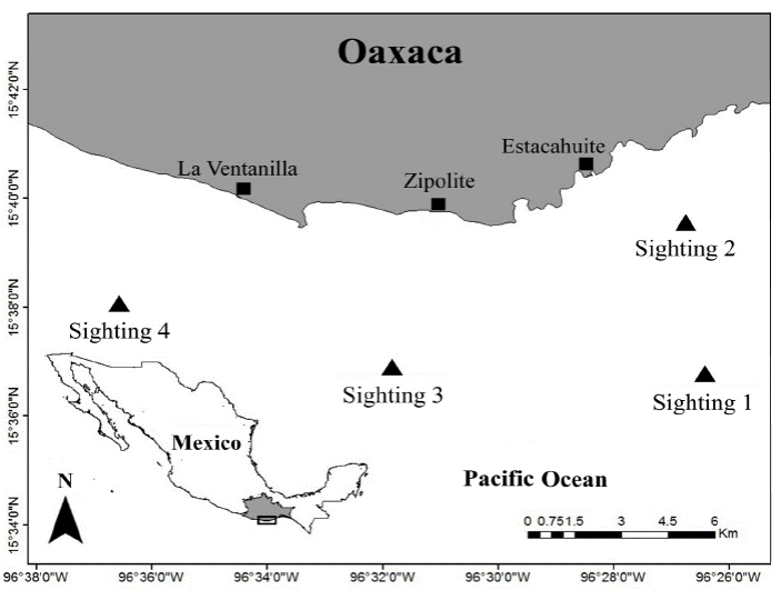 First records of Balaenoptera edeni (Cetartiodactyla: Balaenopteridae ...