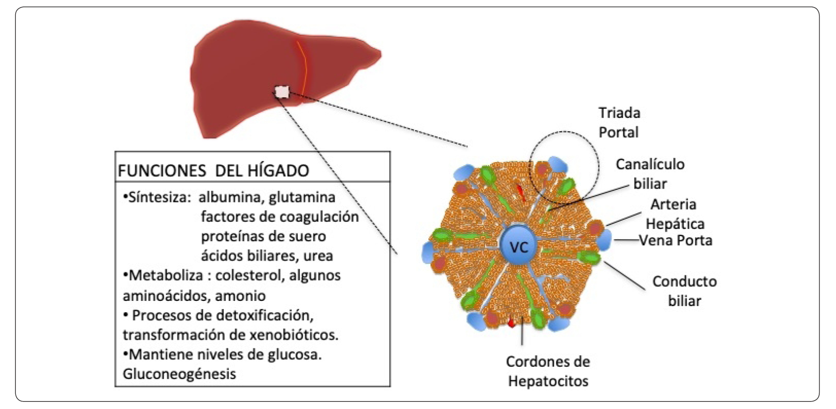 La Plasticidad Del Hepatocito Y Su Relevancia En La Fisiología Y La ...