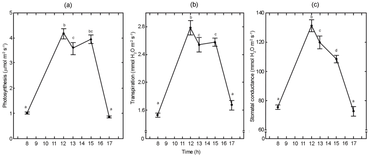 Gas exchange and fluorescence of Brosimum alicastrum