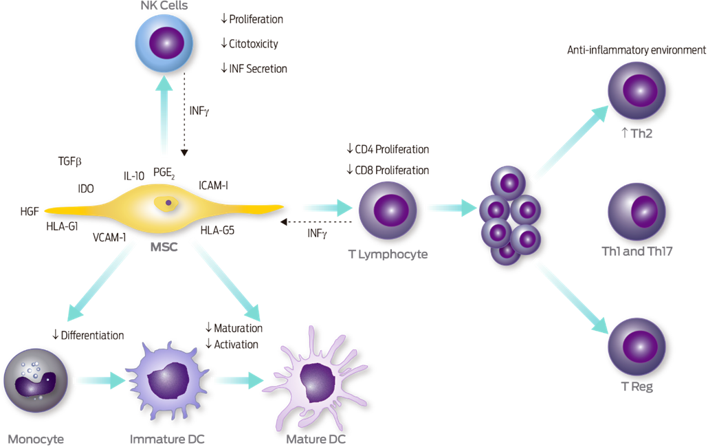 Mesenchymal Stem Cells. Endometrial Stem Cells. Mesenchymal Stem Cell PNG. Cd4 cd8 NK endometrium.